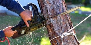 How Our Tree Care Process Works  in  Jenkins, KY