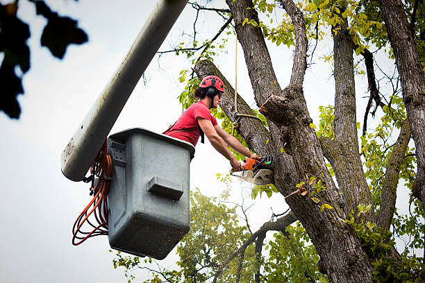 Best Tree Disease Treatment  in Jenkins, KY